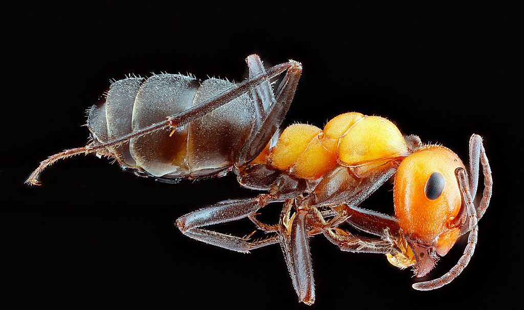 Ant Control service in Poinciana, FL