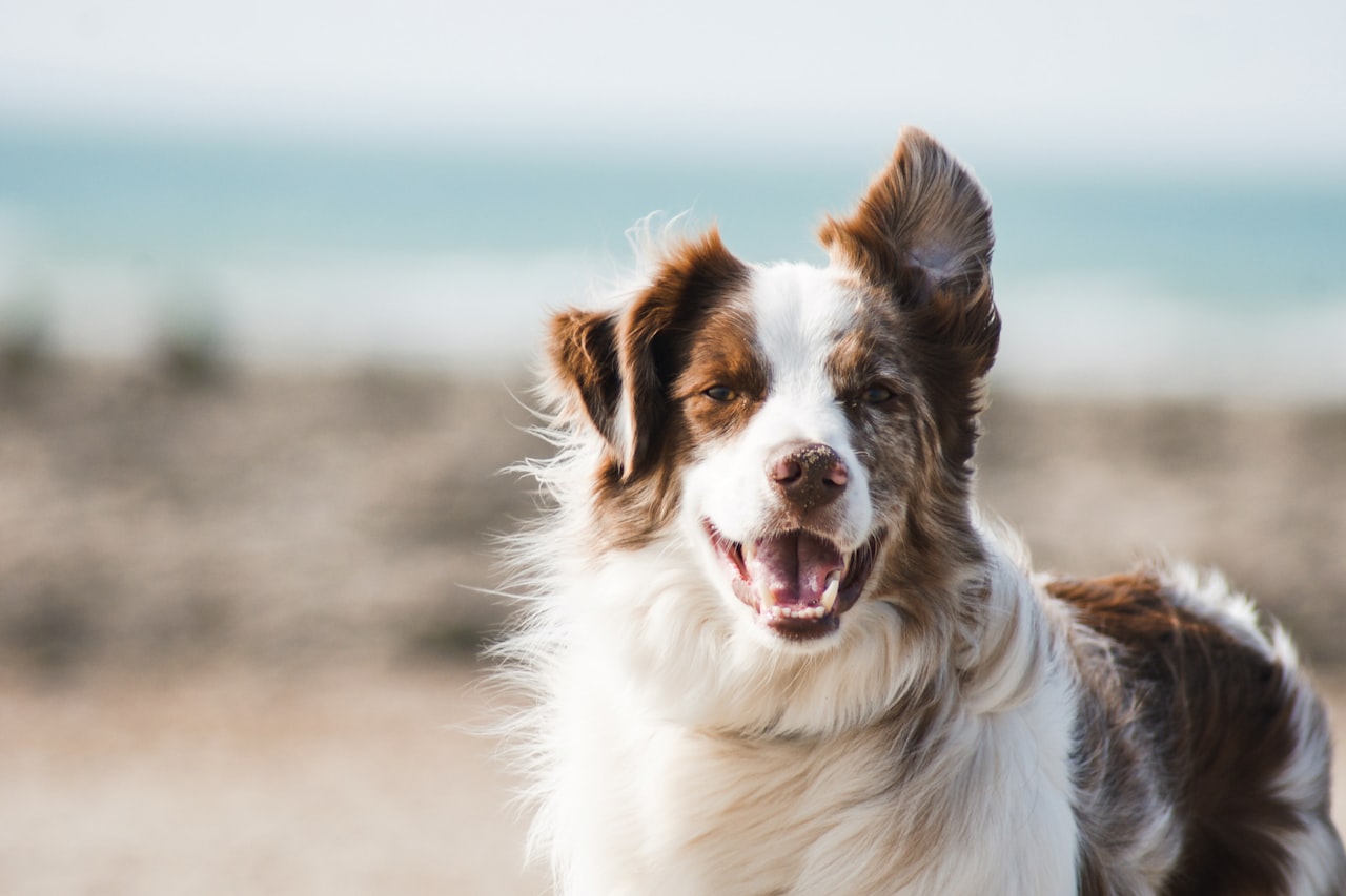 Flea & Tick Control service in Poinciana, FL