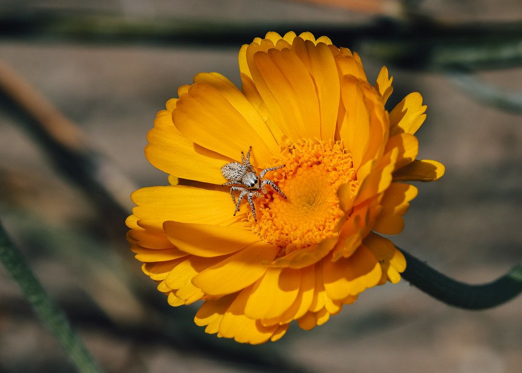 Spider Control service in Poinciana, FL